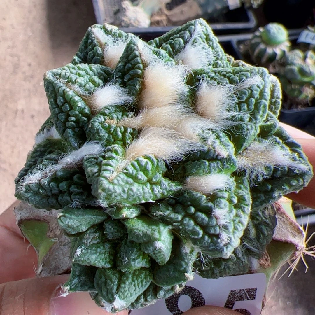 兜锦仙人球785仙人球