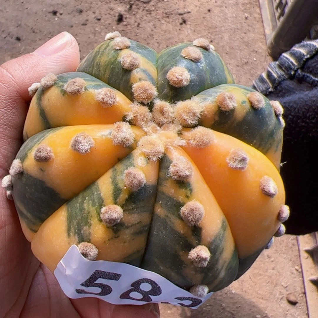 兜锦头仙人球583