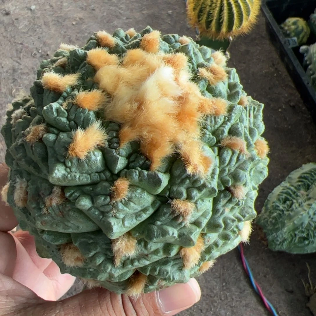 老龟甲牡丹仙人球360