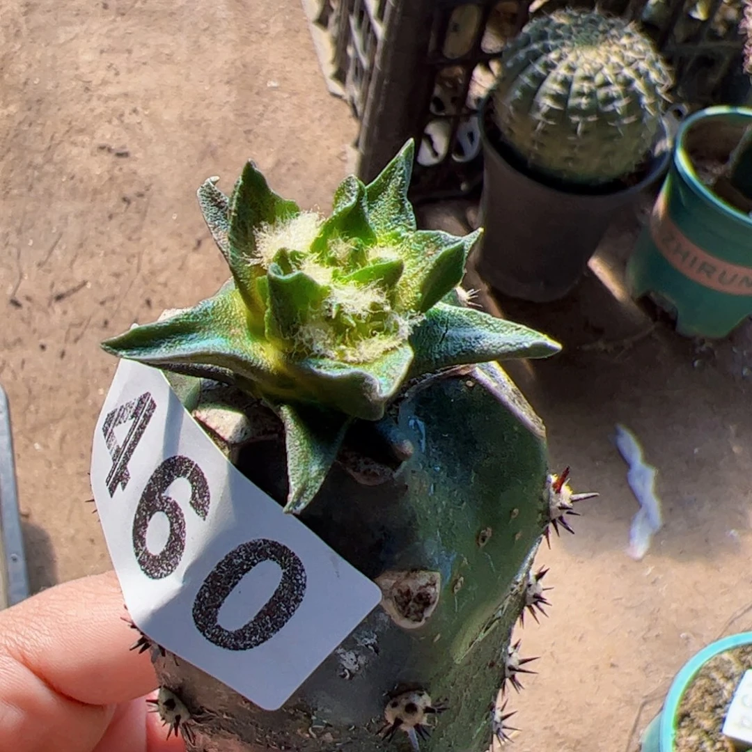 龙角牡丹仙人球460