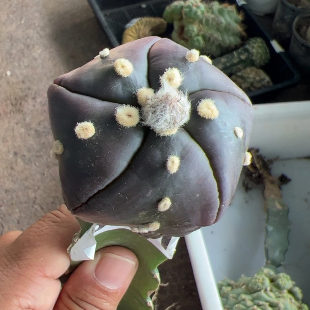 紫皮五棱兜仙人球321