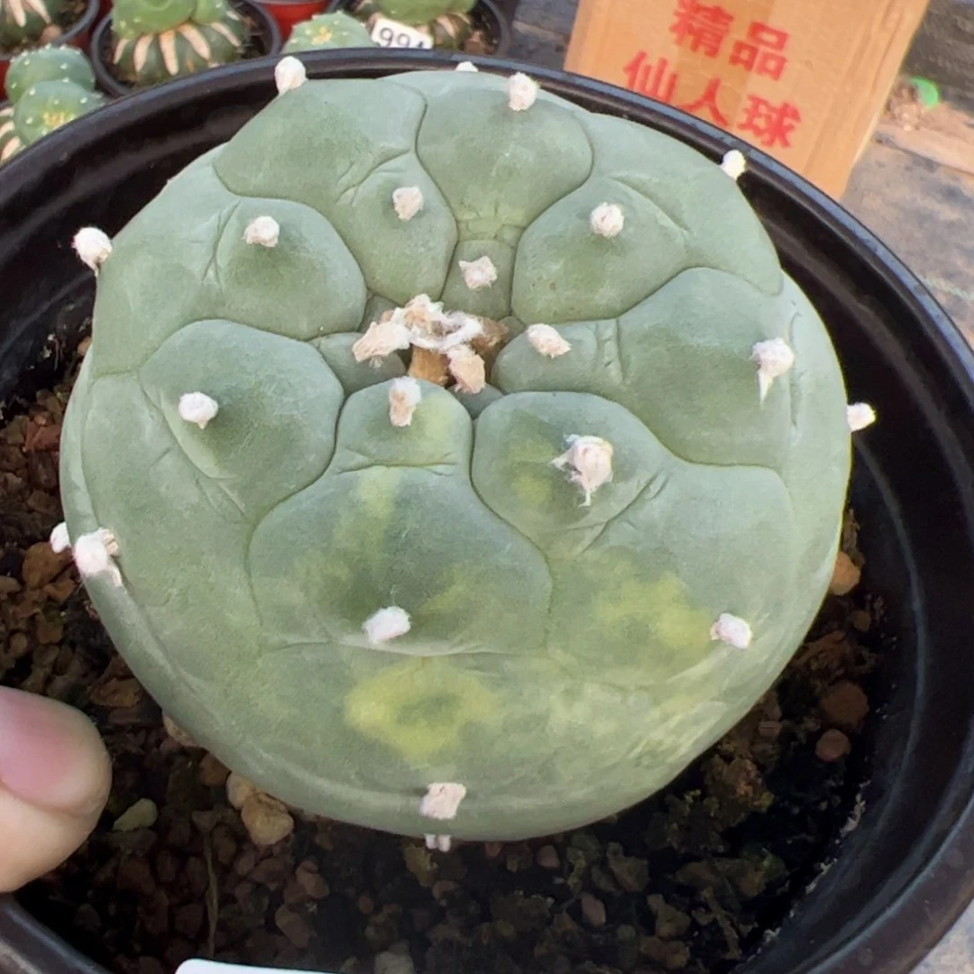 落地仙锦仙人球107