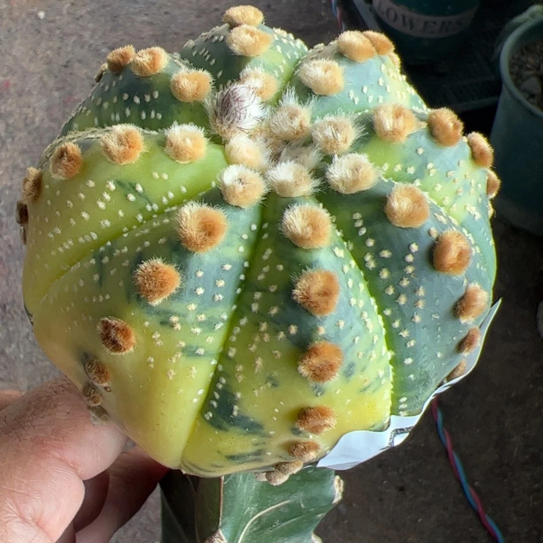 大尤兜锦仙人球237