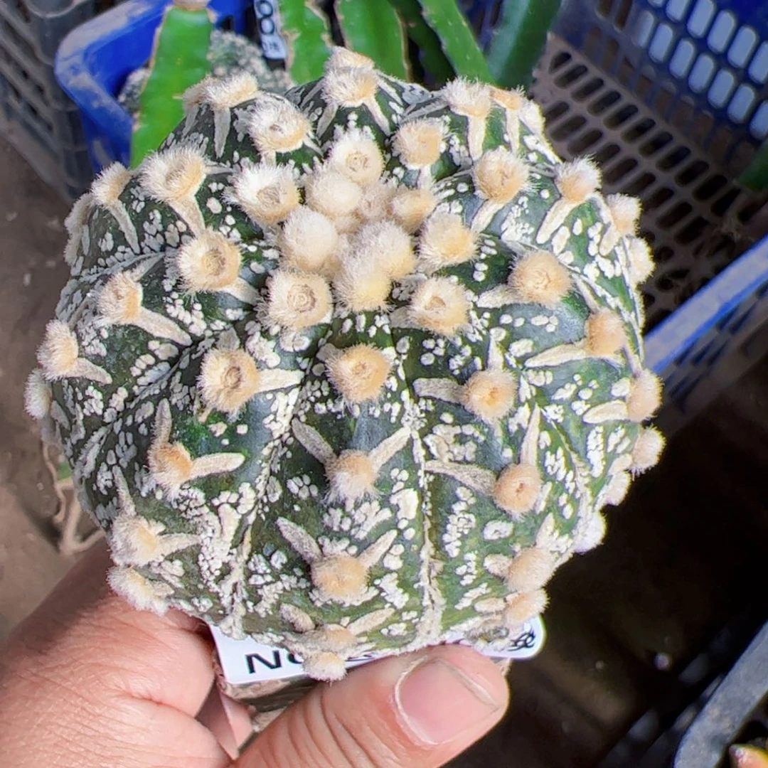 琉璃v兜仙人球140