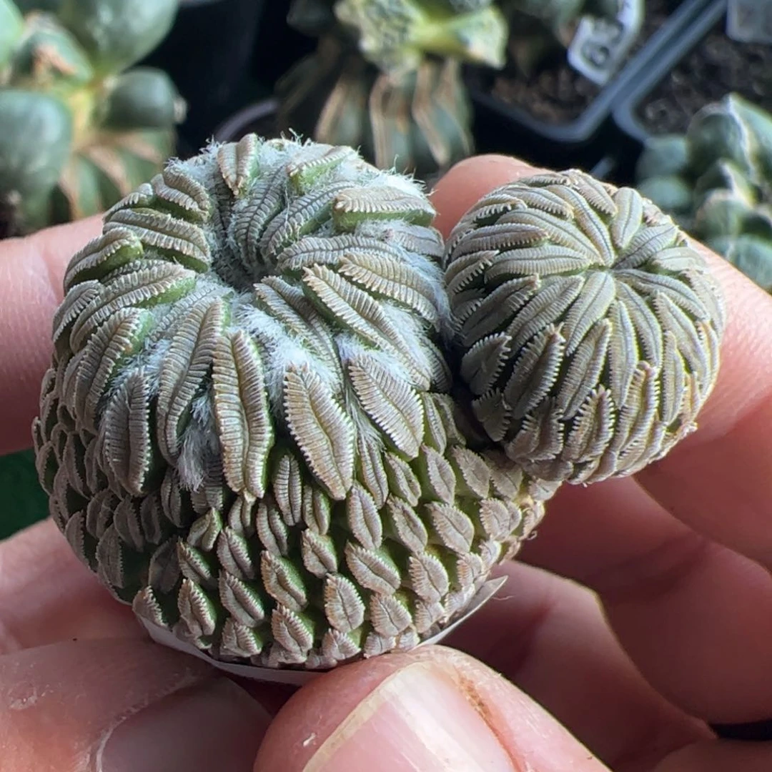 落地精巧丸仙人球064