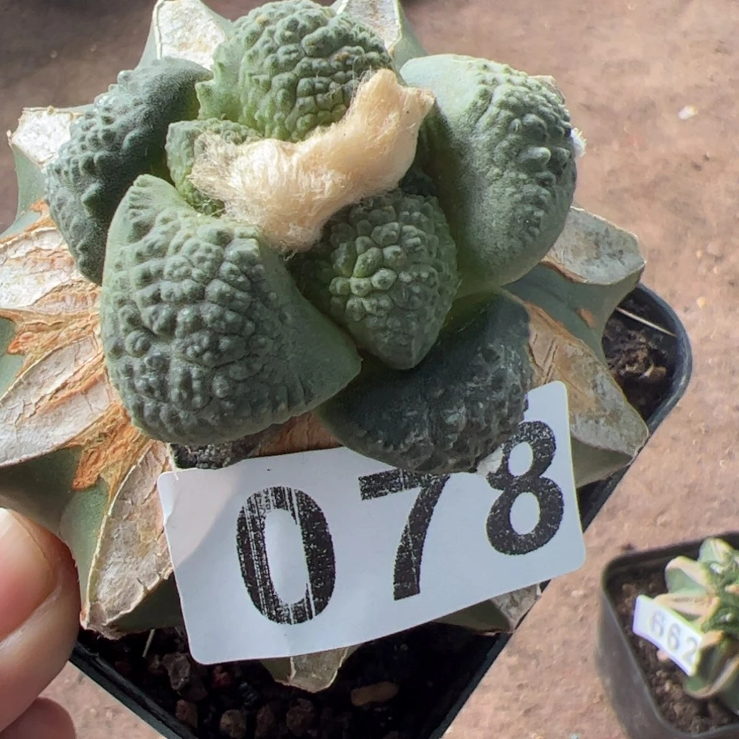 大尤连山牡丹仙人球078