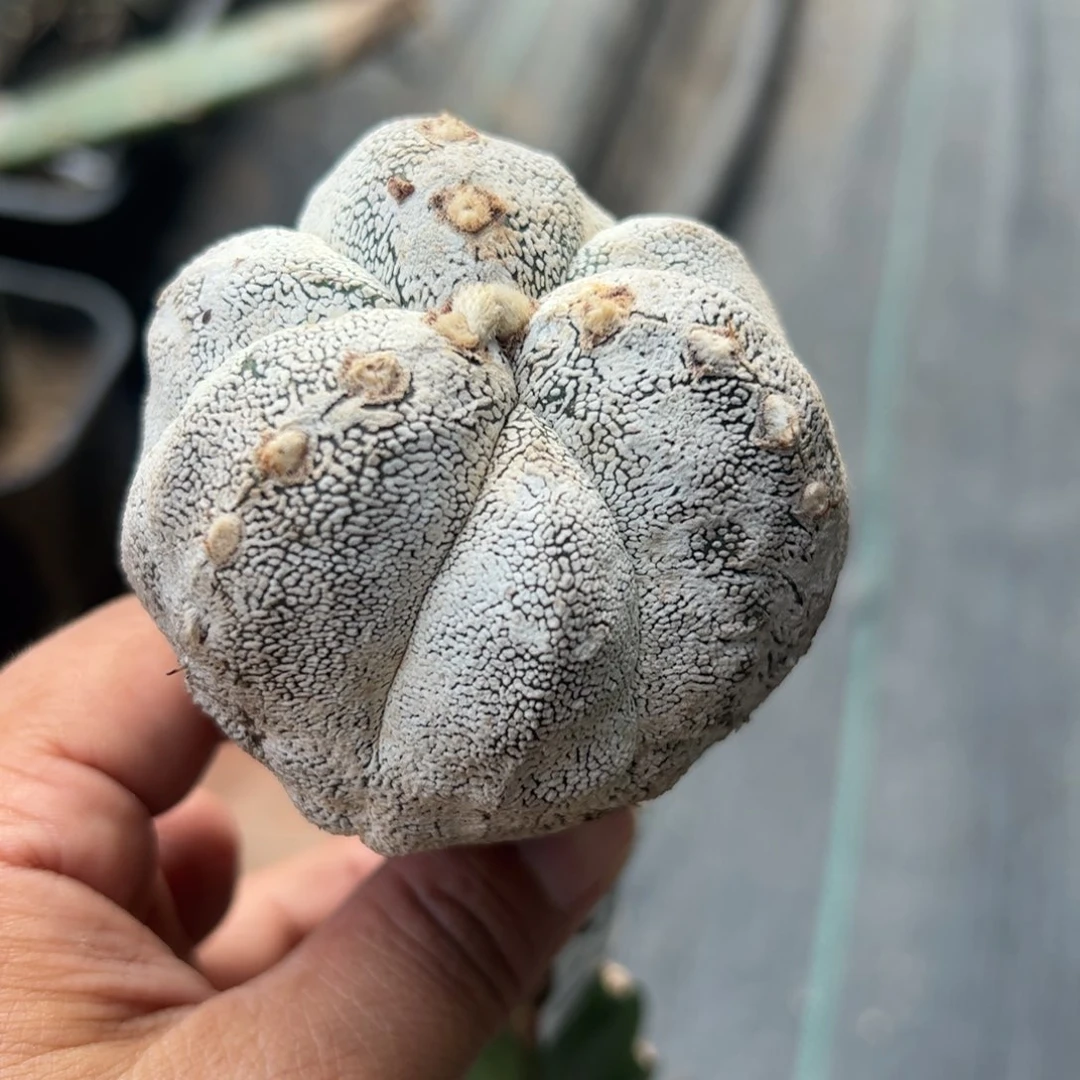 三棱复棱恩种仙人球851