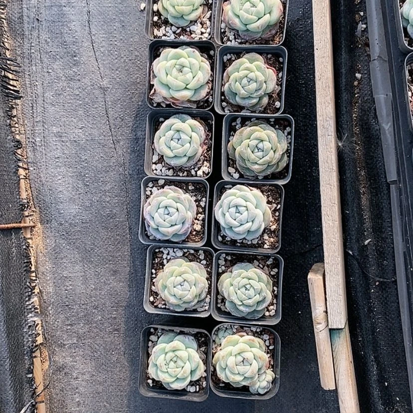 【闪购商品】?***?11颗➕1颗