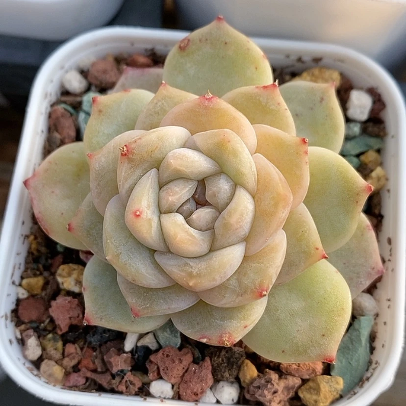 【闪购商品】钮****～开播福利