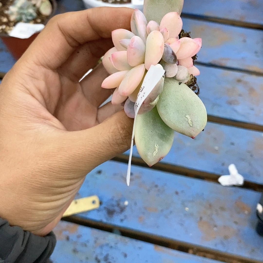 1149梦露锦多肉植物两个头的