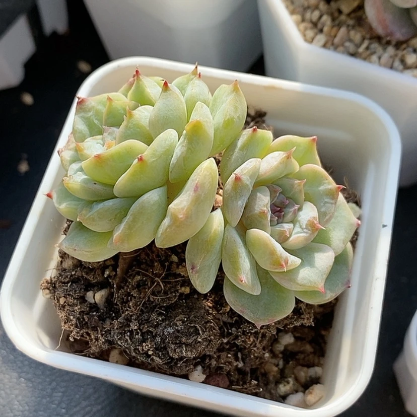 【闪购商品】钮****～有伤福利