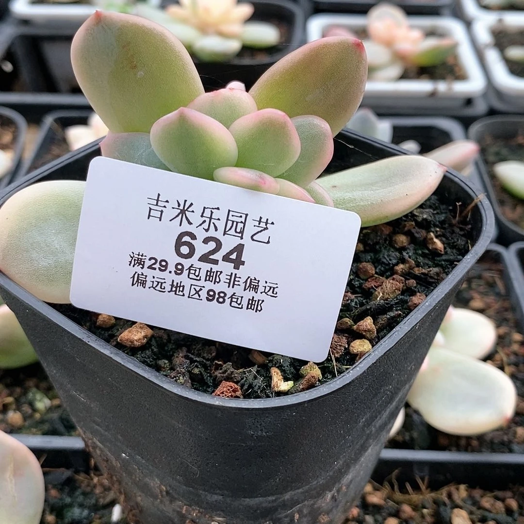 黑*624梦露锦多肉梦露锦