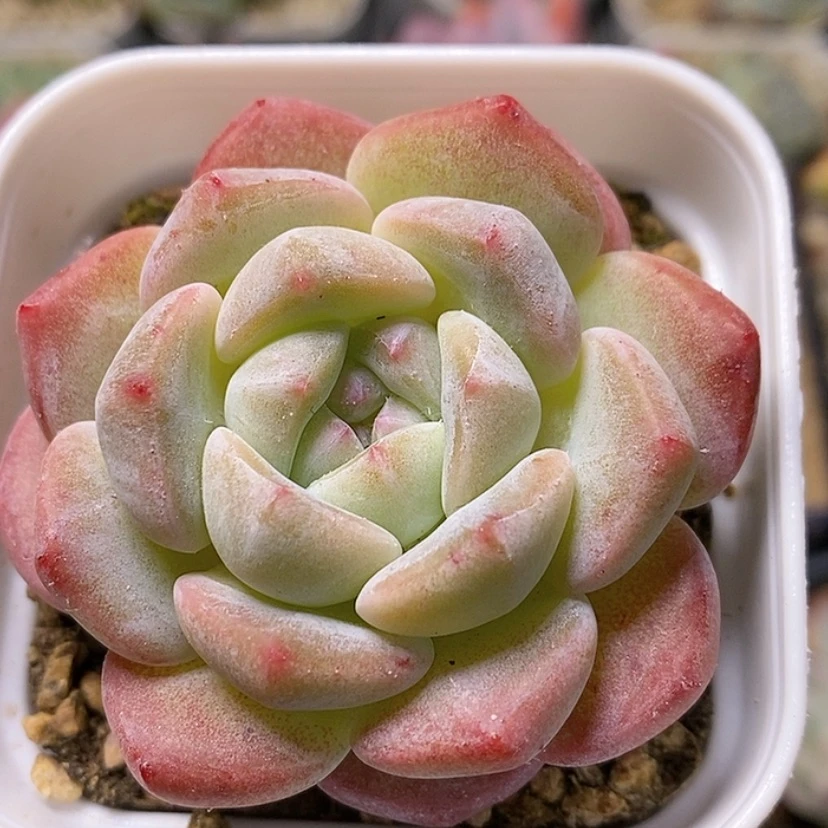 【闪购商品】钮****～梦露杂新品