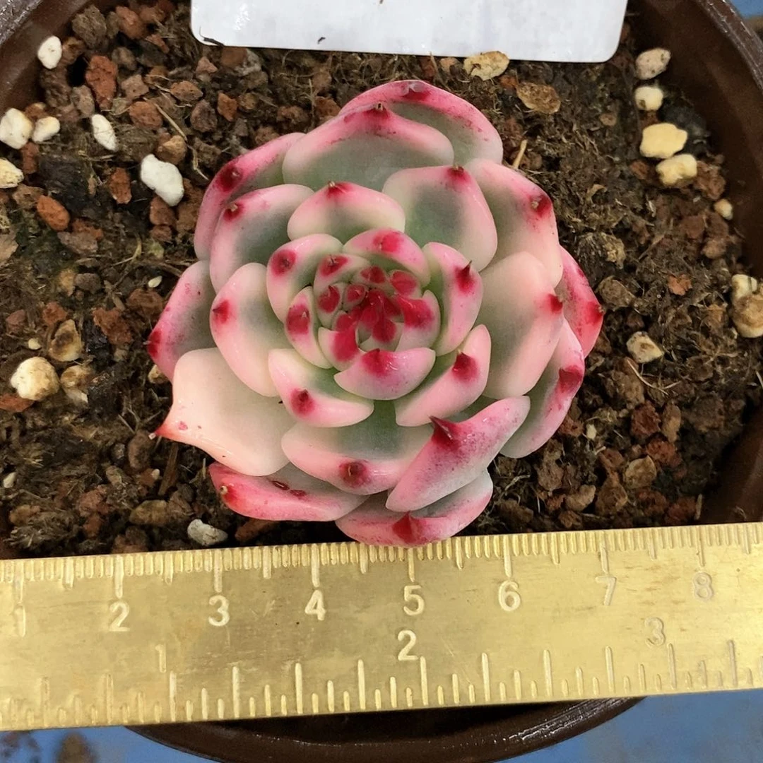 1051吉娃娃锦多肉植物