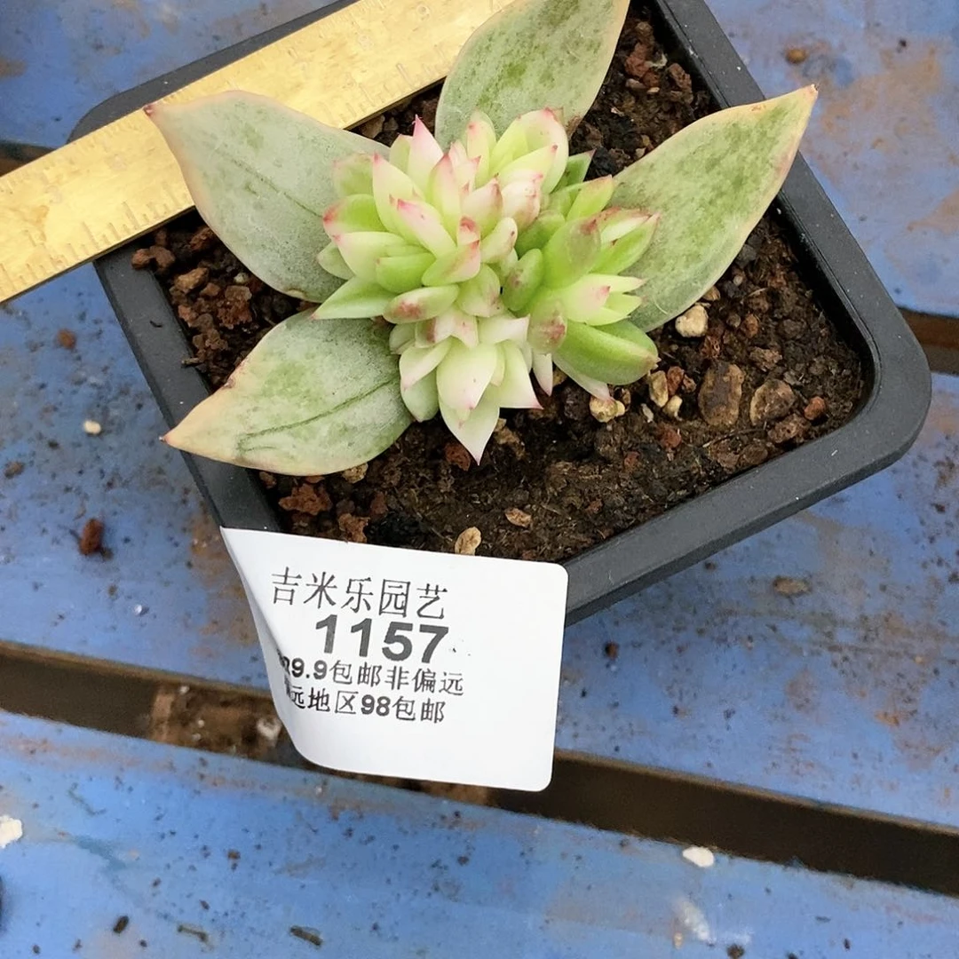 1157雪白玛利亚多肉植物缀化