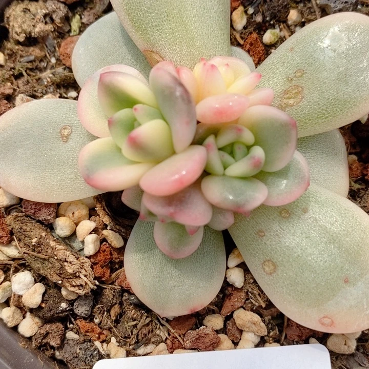 90梦露锦底座多肉植物