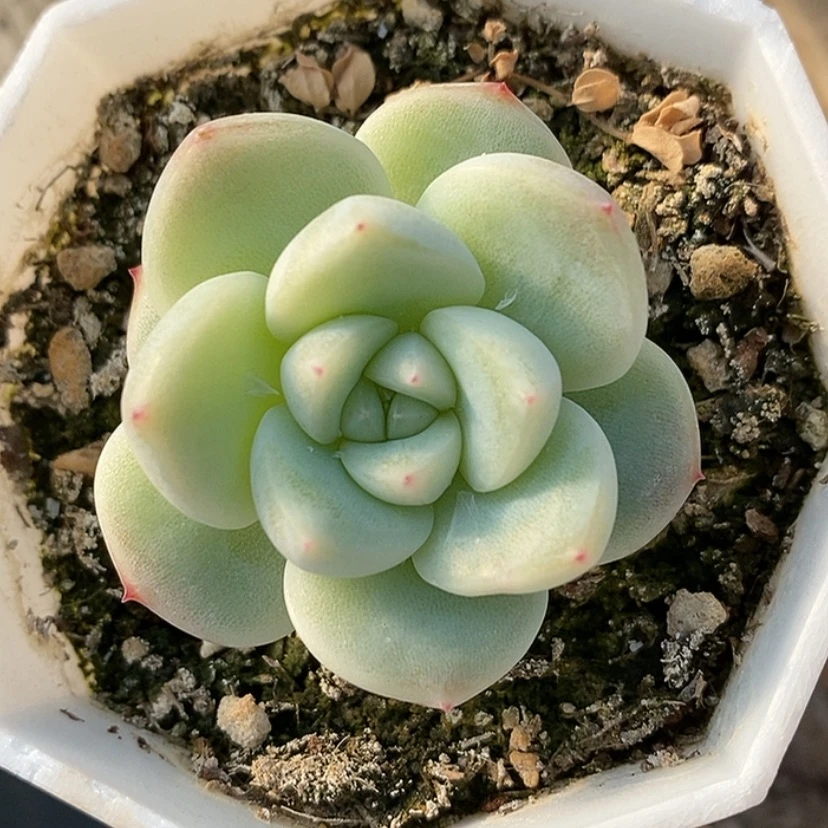 【闪购商品】白泽新品