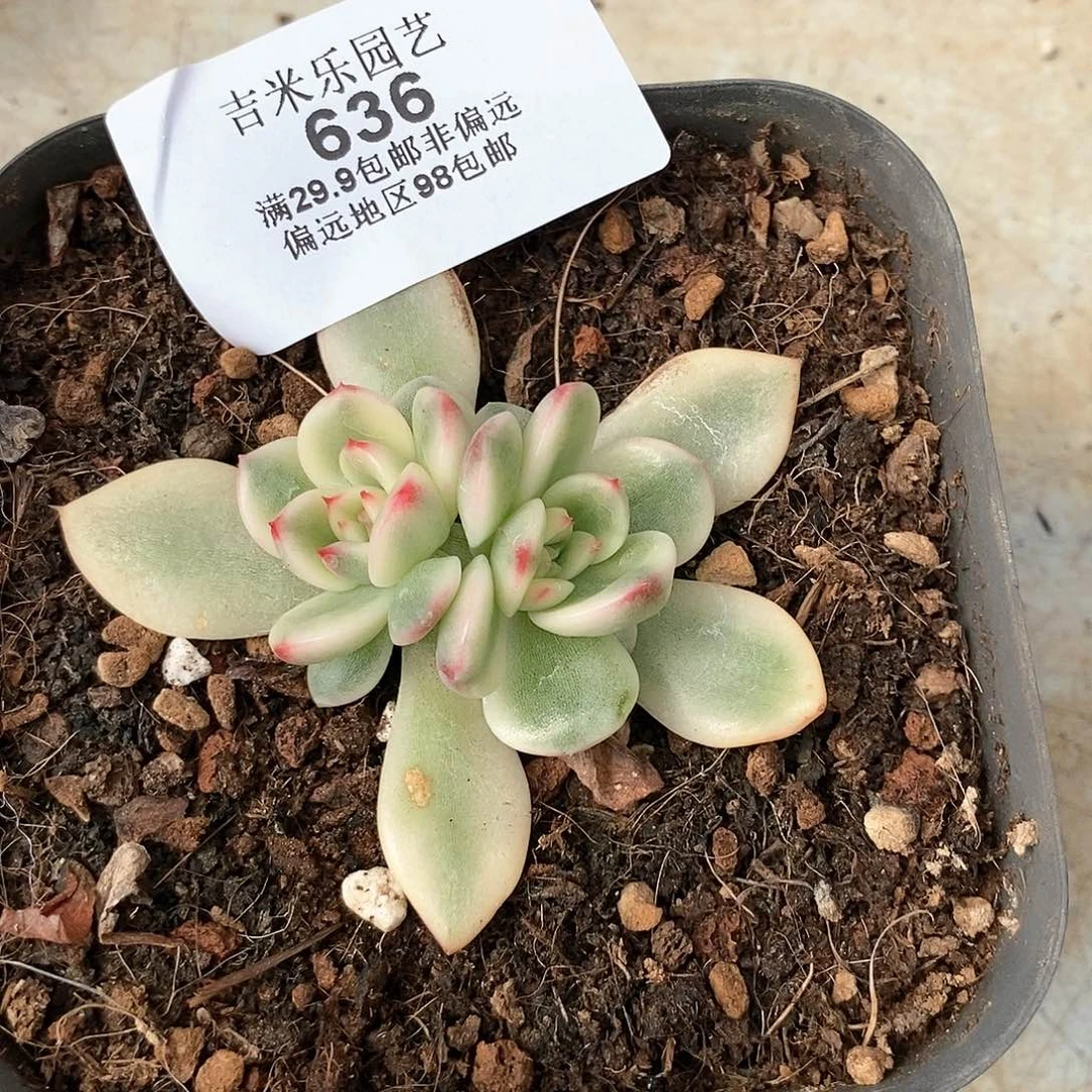 636蔚蓝多肉植物哇啦塞哇啦塞