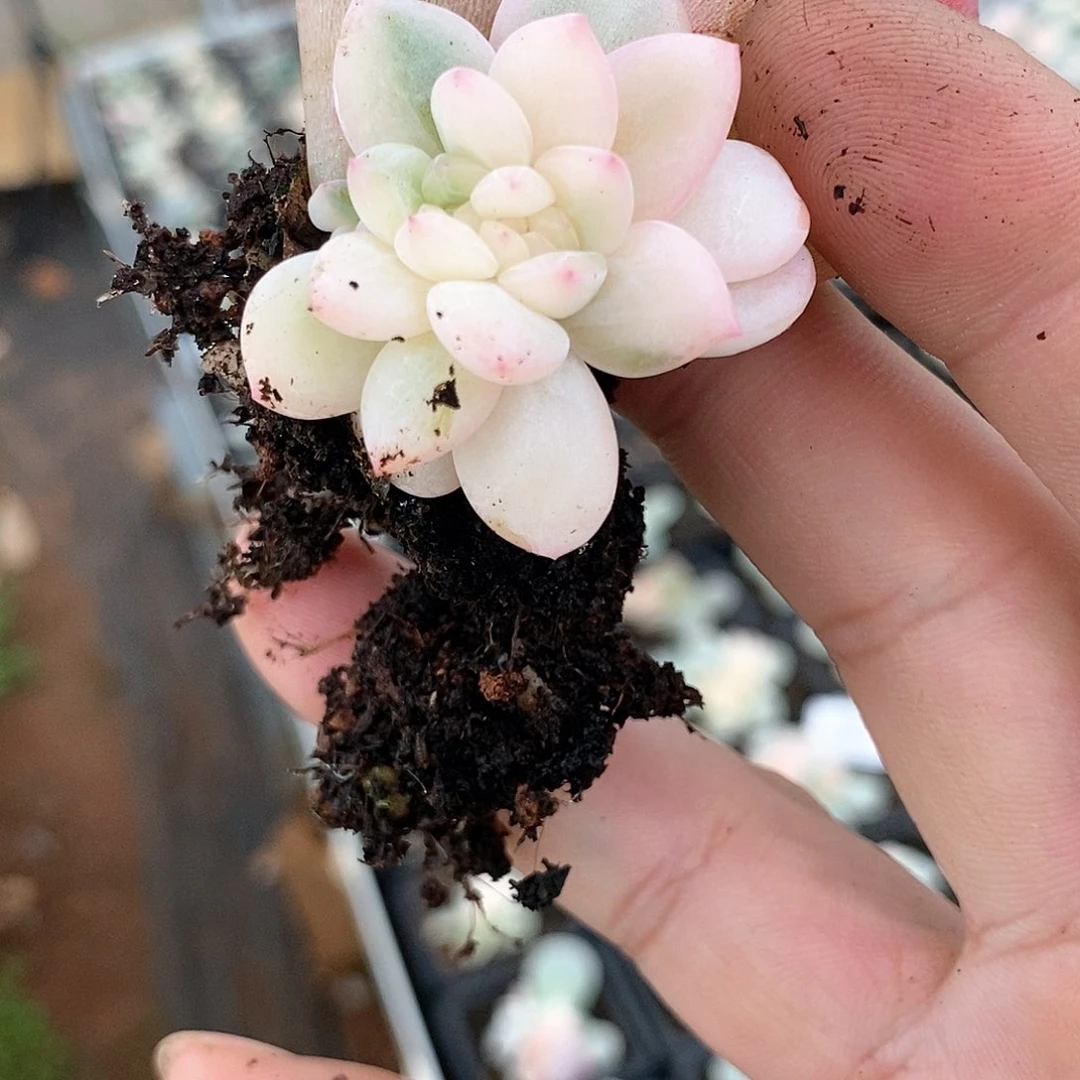 203梦露锦多肉植物哇啦塞