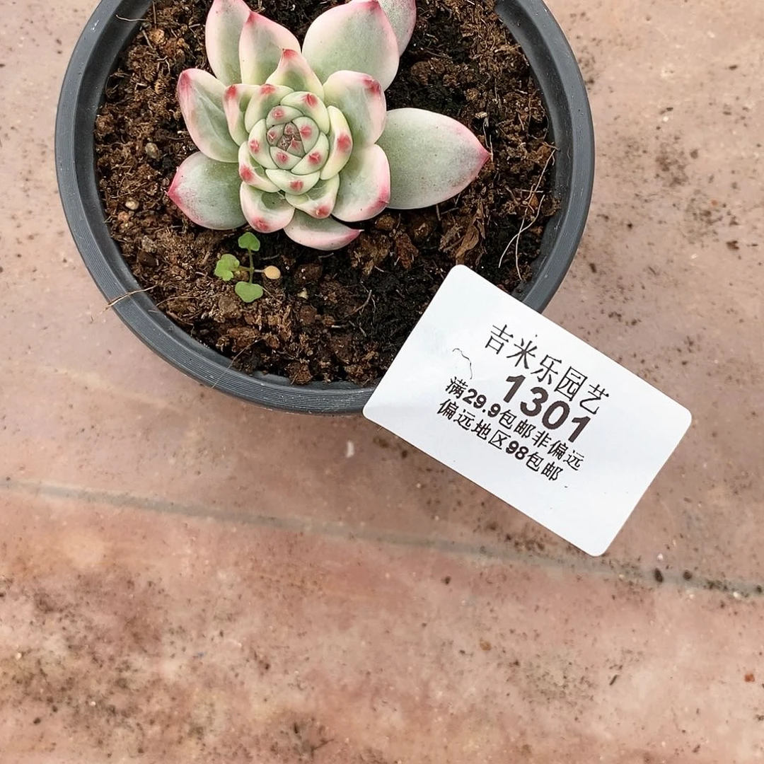 1301吉娃娃锦多肉植物哇啦塞
