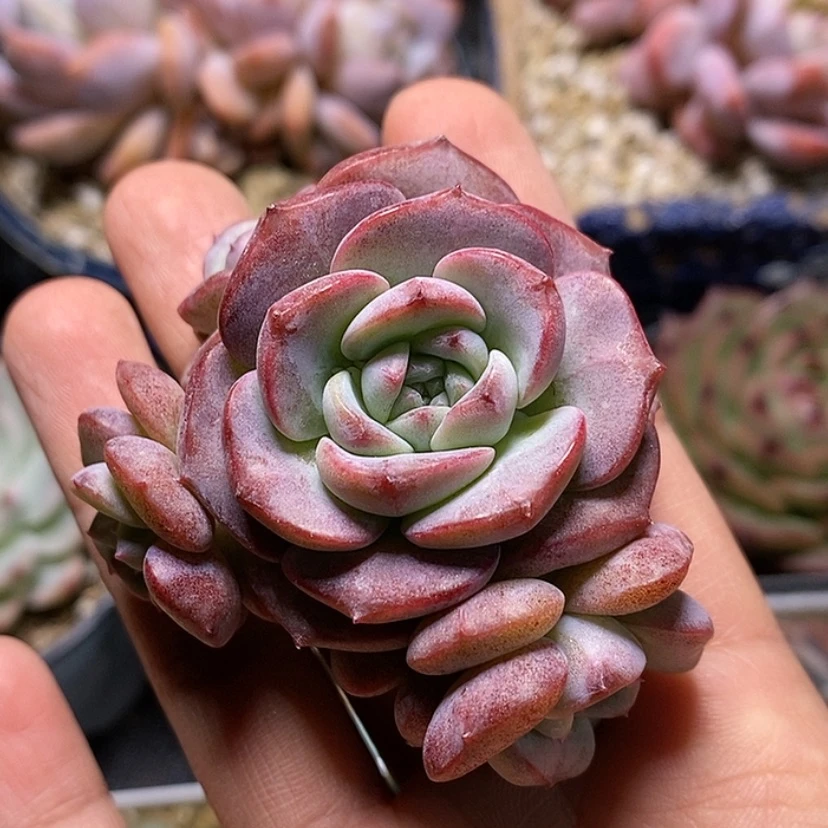 【闪购商品】雅*琥珀4头