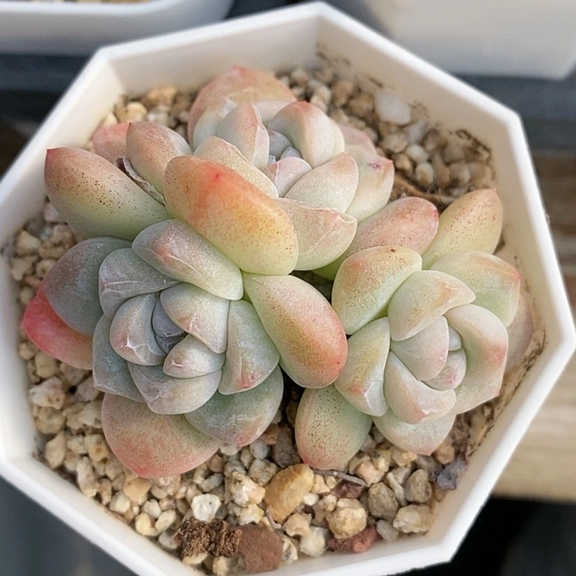 【闪购商品】果冻色冰玉