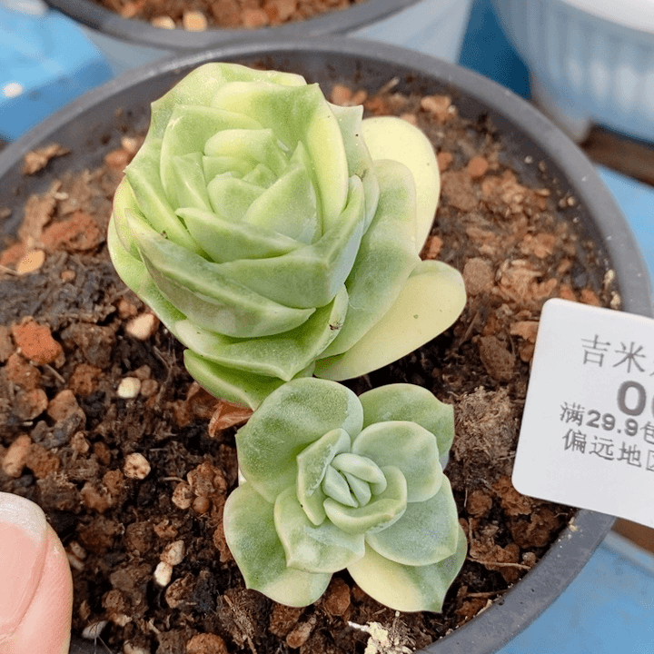 06可爱玫瑰锦多肉植物