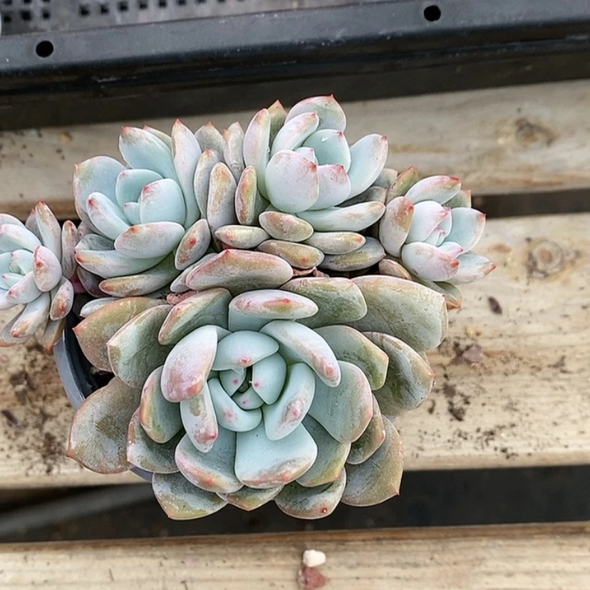 【闪购商品】钮****～5头橙子