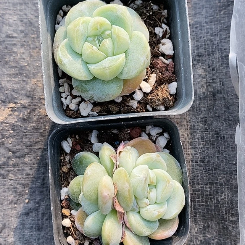 【闪购商品】雅*2颗琥珀