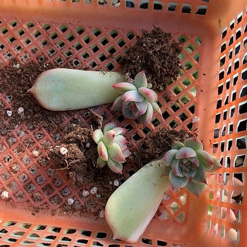【闪购商品】钮****～3颗娃娃锦