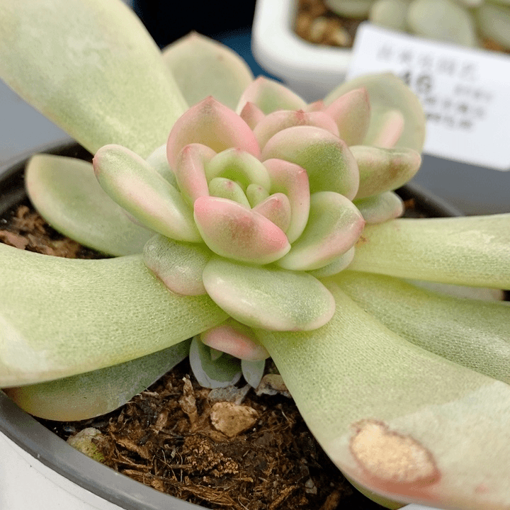 51梦露锦3个腹轮多肉植物