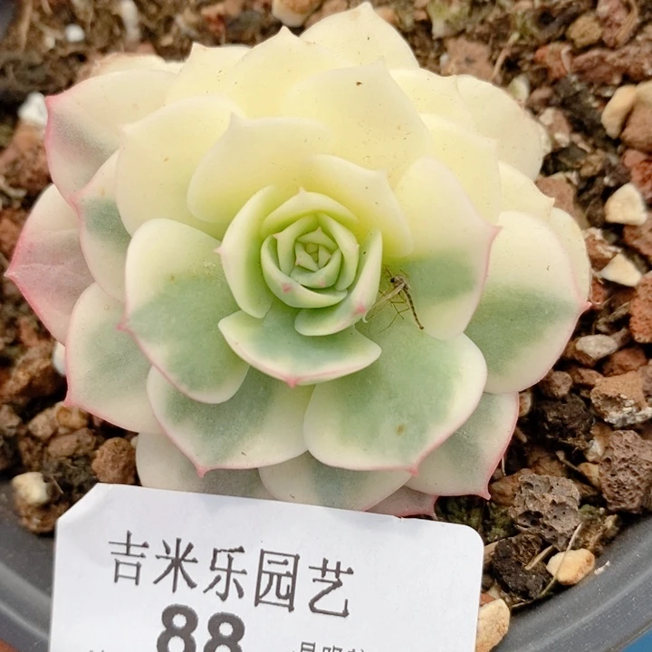 88克罗地亚锦多肉植物