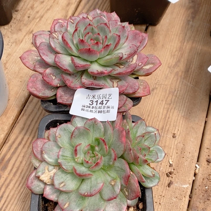 b***a3147两颗多肉植物