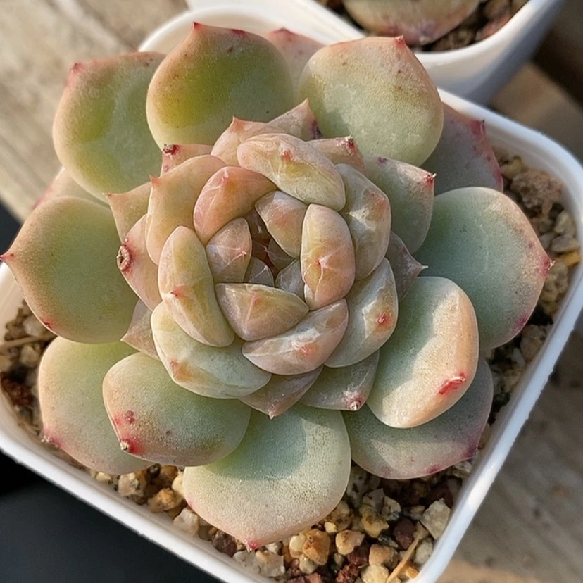 【闪购商品】钮****～不周正糖心福利