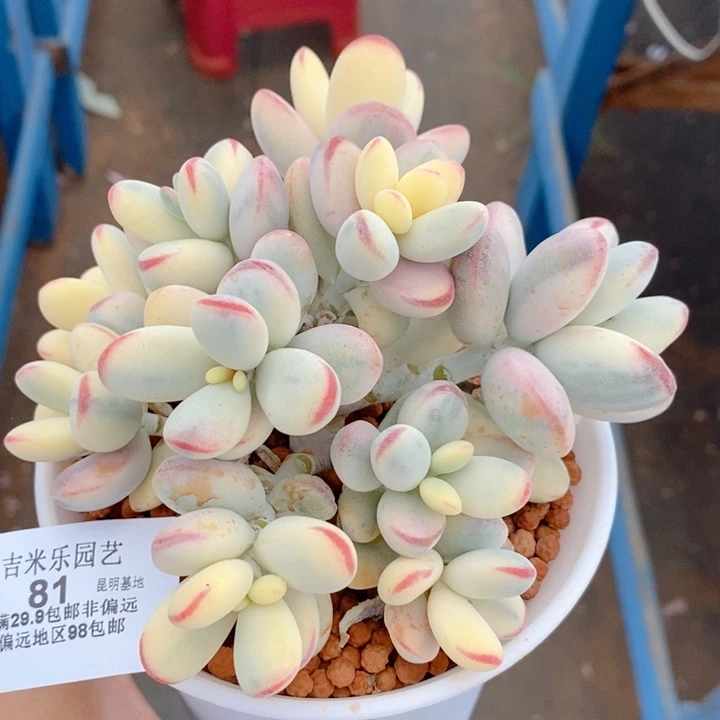81乒乓锦大群无砍多肉植物