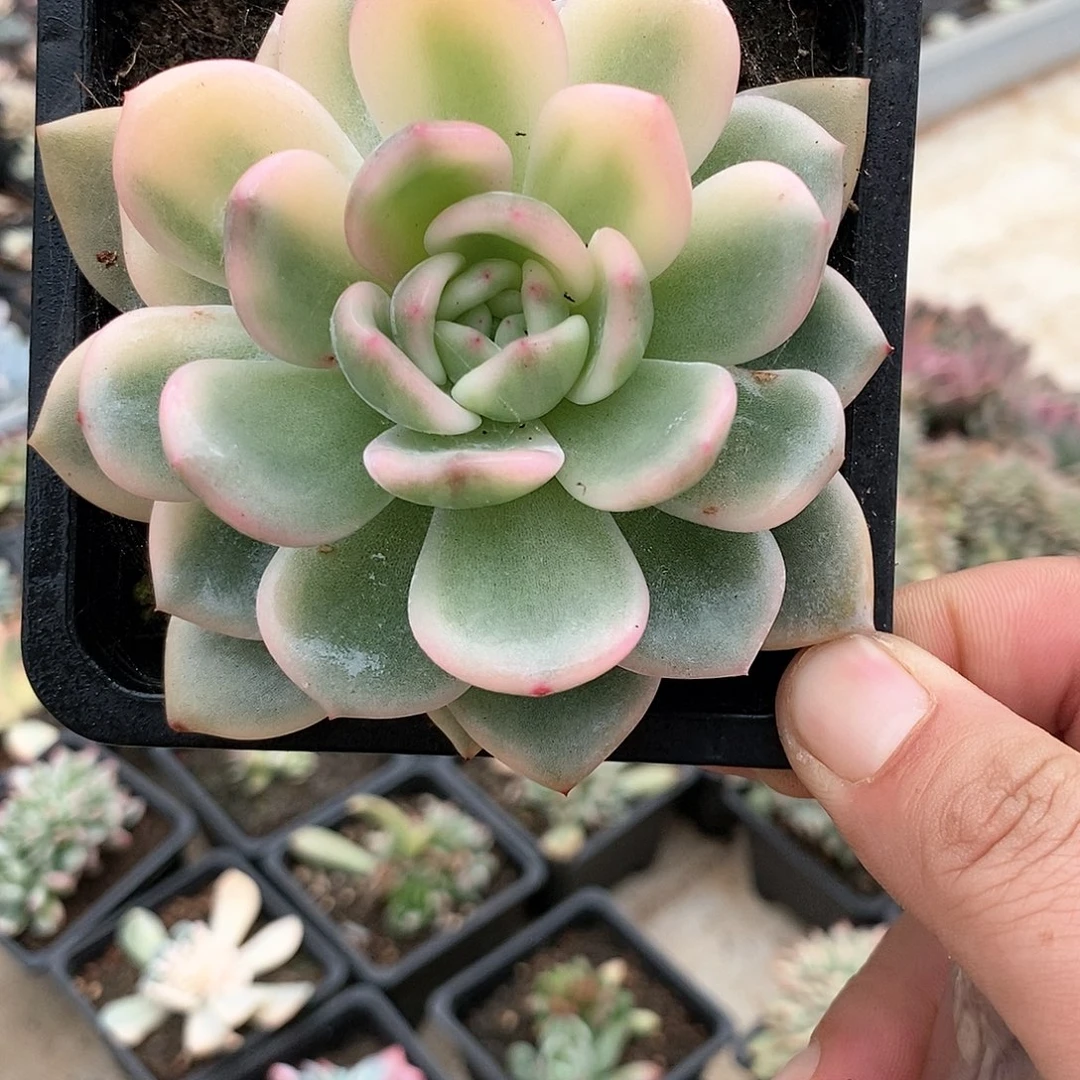 657梦露锦宽半锦多肉植物