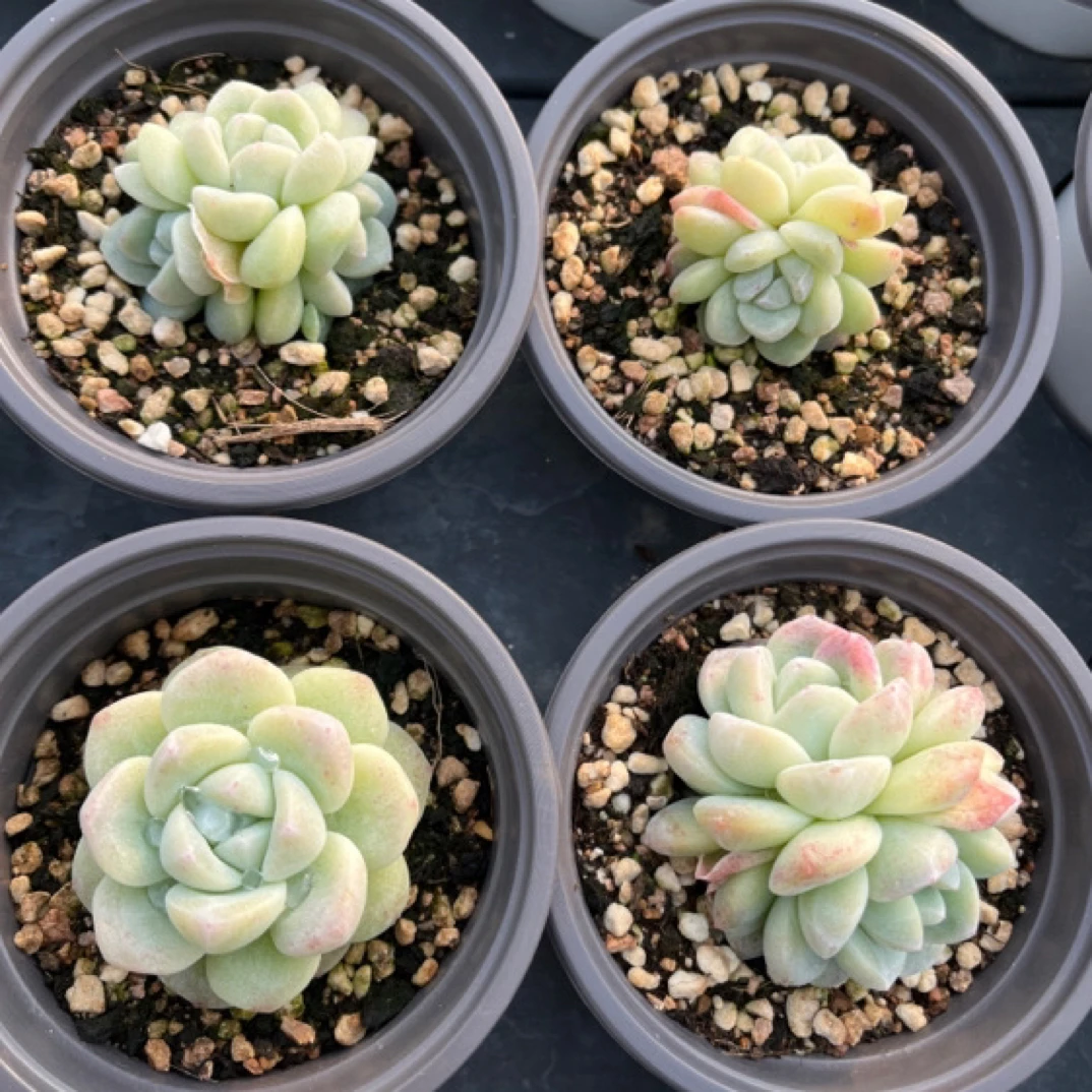 冰玉 多肉植物吉米乐园艺