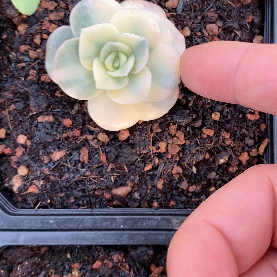 344可爱玫瑰锦大锦边多肉