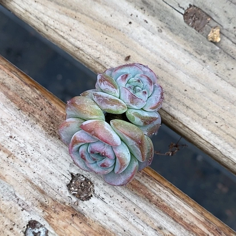 【闪购商品】雅*双头