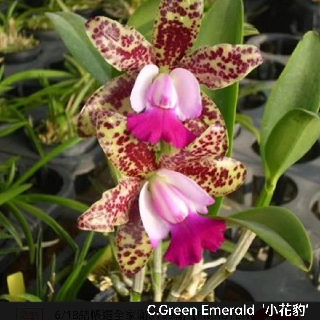 小花豹 卡特兰进口寄生种植盆栽花期长6、7苗 6月開花香