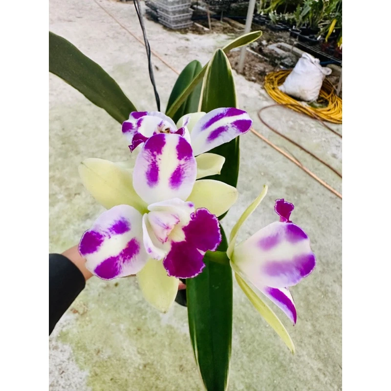 绿精灵卡特兰寄生种植盆栽一年两次花期開花非常易开花