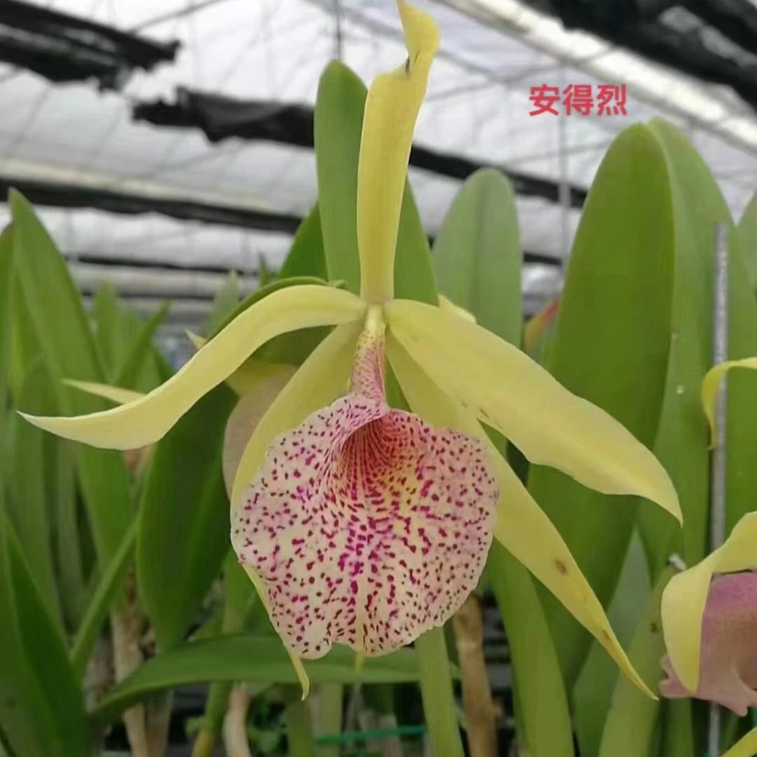 安得烈卡特兰无土栽培寄生种植盆栽绿植花期长花香四季花室内外都