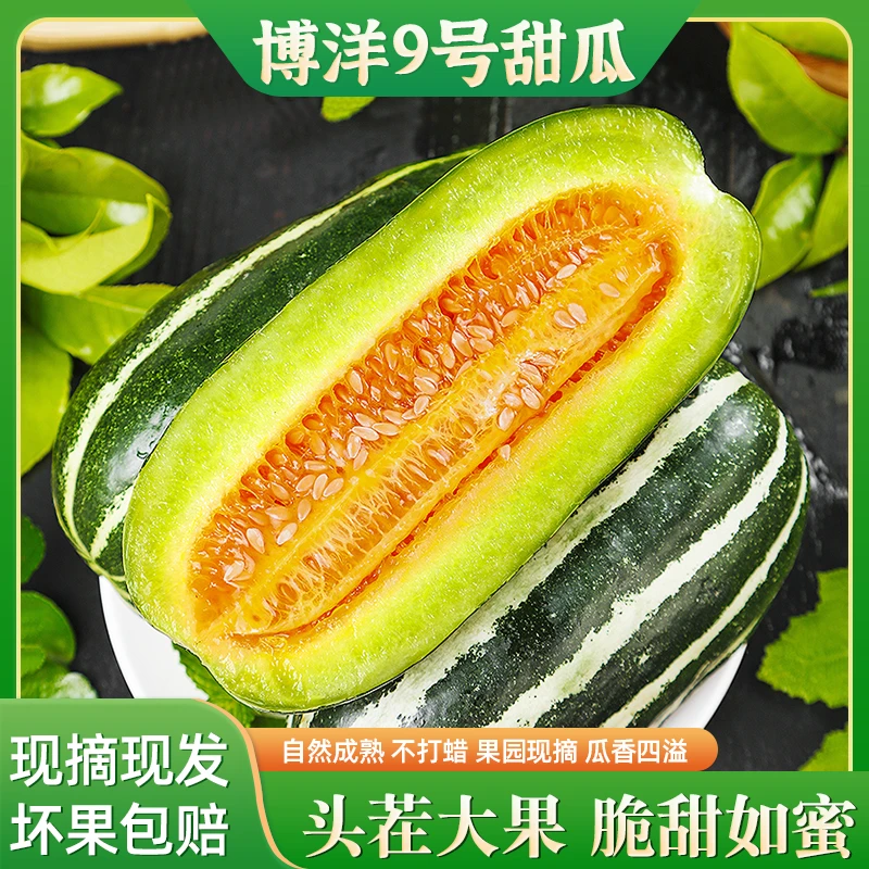 头茬博洋9号甜瓜当季新鲜现摘现发水果羊角脆甜香蜜瓜3斤5斤大果