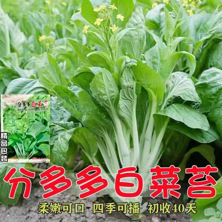 白菜苔种子分多多白菜苔种子阳台盆栽易种植脆甜早熟白菜苔种子