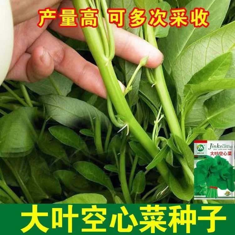 大叶空心菜种子空心菜种子高产甜脆四季蔬菜种子空心菜蔬菜种子