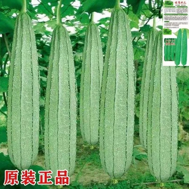 丝瓜种子老品种丝瓜种子八角棱丝瓜种优质丝瓜种子八棱丝瓜种子