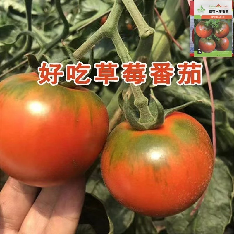 草莓水果番茄种子四季蔬菜种子阳台种植酸甜早熟番茄西红柿种子