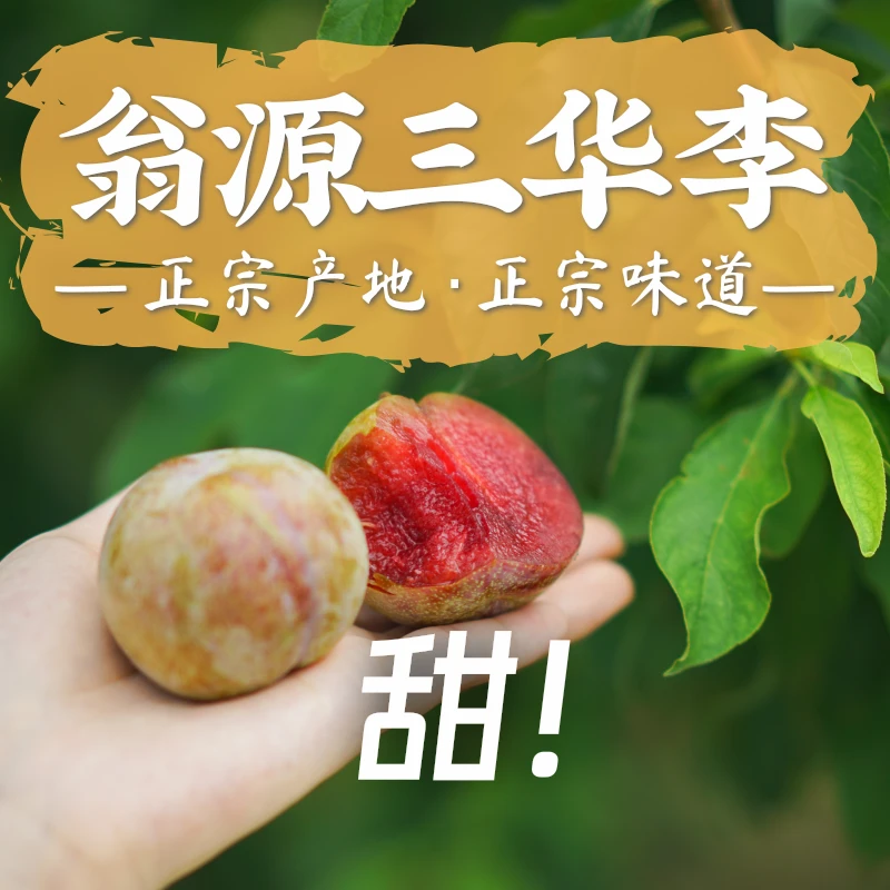 (甜)正宗翁源三华李/京东包邮/甜脆蜜味口感/带箱5斤/现摘现发