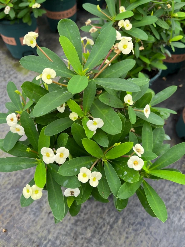 米白色虎刺梅 四季开花铁海棠麒麟花 好养多年老桩花卉一盆包邮