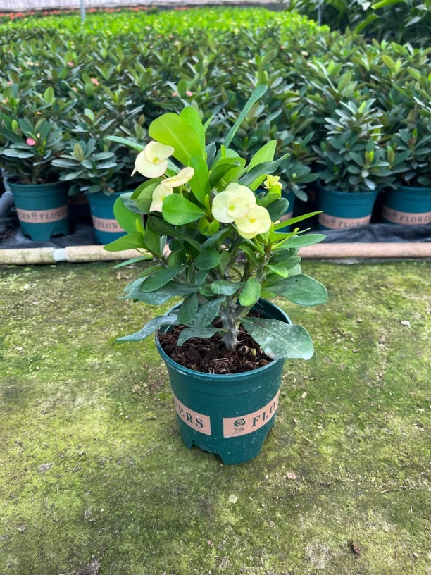 开花黄金铁海棠大叶大花 迪尼黄金黄虎刺梅 麒麟花室内室外可养